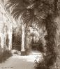 Papier peint ancien exotique Palmarium de l'île aux Paons Couleur : Sépia